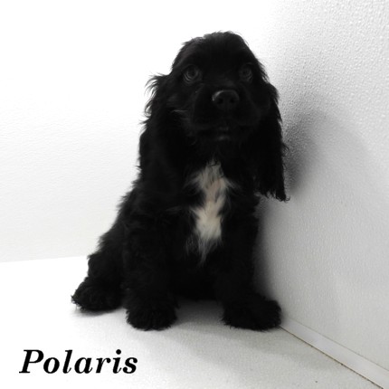 puppy, for, sale, Cocker Spaniel, Joe & Cherri  Overlease, dog, breeder, Miller, MO, dog-breeder, puppy-for-sale, forsale, nearby, find, puppyfind, locator, puppylocator, aca